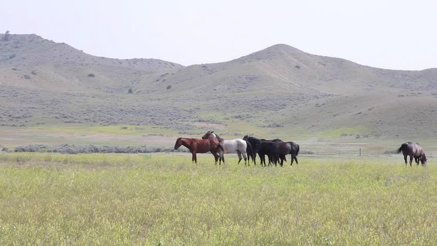 Horses graze on the range in Montana under the hot sun.
