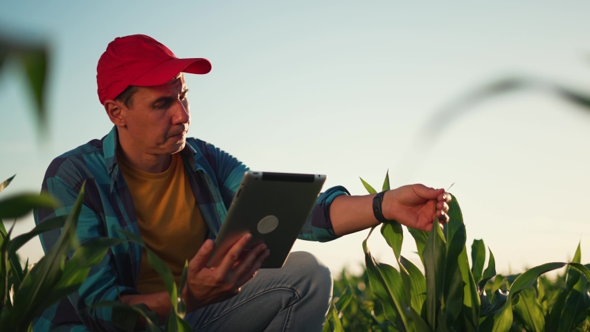 Agriculture. Farmer worker in corn field. Modern digital technologies. Agronomist at the farm. Farmer with tablet in green corn field. Worker works on farm. Concept of agriculture. Business Farm
