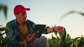 Agriculture. Farmer worker in corn field. Modern digital technologies. Agronomist at the farm. Farmer with tablet in green corn field. Worker works on farm. Concept of agriculture. Business Farm - Powered by Shutterstock - Get 15% off with code: PIKWIZARD15