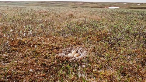 Close up view of nest of hobby falcon on ground. Fauna of Yamal peninsula.
