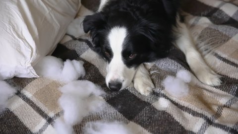 Naughty playful puppy dog border collie after mischief biting pillow lying on couch at home. Guilty dog and destroyed living room. Damage messy home and puppy with funny guilty look.