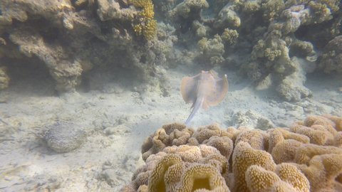 Stingray swimming above top of coral reef. Blue-spotted Stingray (Taeniura lymma). Follow shot, (4K-60fps)
