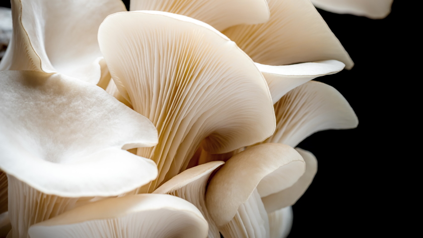 4K Time Lapse of Oyster mushrooms growing on black background. Healthly food. Edible mushroom grow.  Royalty-Free Stock Footage #1081809971