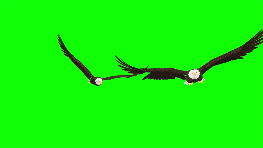 2 Bald Eagles - Flying Transition - Green Screen - 3D Animation | Shutterstock HD Video #1081812035