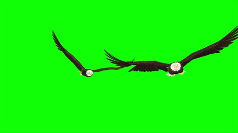 2 Bald Eagles - Flying Transition - Green Screen - 3D Animation