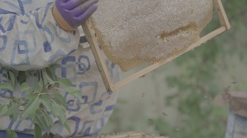 Beekeepers work with bees in the apiary and collect honey. Inspects the frames with honeycombs and bees in hive. Frame with a lot of honeycombs and bees. organic farm. Slow mo 100fps