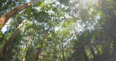 Australia Rainforest tree canopy that absorb carbon dioxide from the atmosphere