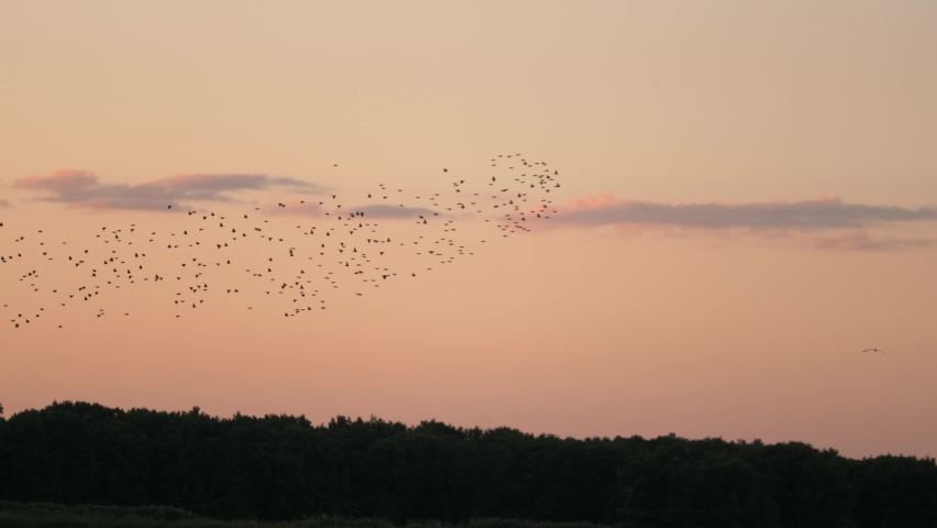 A large flock of flying birds in the sky above the water. Bird swarm flies over the lake in the park in summer at sunset. Many birds fly together in the evening. Environmentally friendly nature. Royalty-Free Stock Footage #1081815761