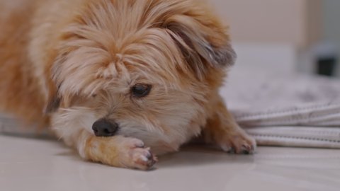 Senior mix breed dog itchy skin and biting licking leg.Skin problem on leg dog scratching himself.Dog Skin Care Concept.