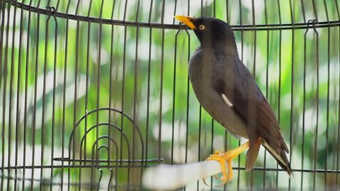 Javan Myna (Acridotheres javanicus) in the steel cage. It is native to Bali and Java. black bird. Indonesia.