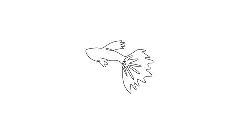 Animation of one single line drawing of adorable guppy fish for aquatic logo identity. Rainbow fish mascot concept for fish lover club icon. Continuous line self draw animated. Full length motion.