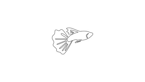 Animated self drawing of single continuous line draw beauty guppy fish for aquarium logo identity. Freshwater aquarium fish mascot concept for aquatic park icon. Full length one line animation.