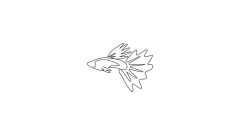 Animated self drawing of one continuous line draw cute guppy fish for logo identity. Millionfish pet mascot concept for aquatic icon. Full length single line animation illustration.