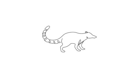 Animated self drawing of one continuous line draw cute coati for company logo identity. Diurnal mammals mascot concept for national zoo icon. Full length single line animation illustration.