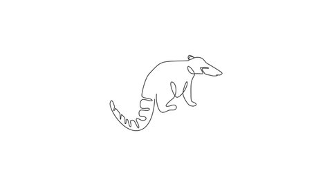 Animation of single one line drawing of beautiful coati for company logo. Diurnal mammals mascot concept for national conservation park icon. Continuous line self draw animated. Full length motion.