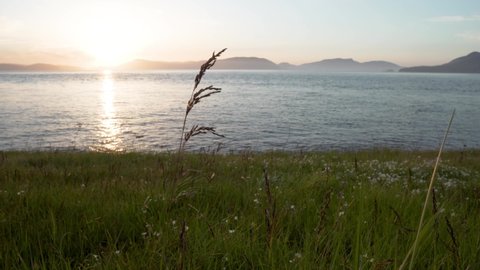 Beautiful wisp plant on sea coastline with mountain range in horizon and bright sunset
