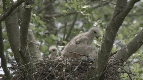 cute young red kites in a nest high in the trees