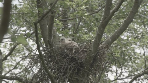 cute young red kites in a nest high in the trees