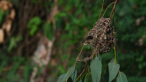 A nest swinging with the wind during a windy afternoon ; Asian Golden Weaver, Ploceus hypoxanthus, Nest, Thailand.