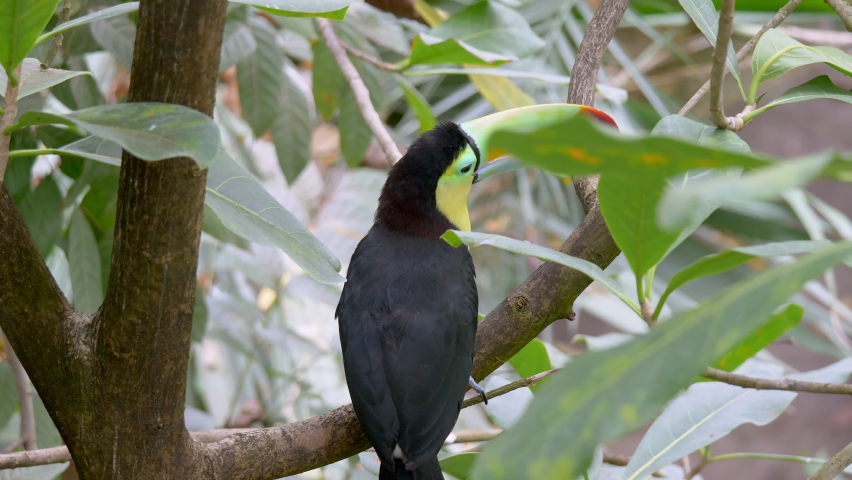 Slow motion: Amazing Keel-Billed Toucan perched on branch,watching and jumping away