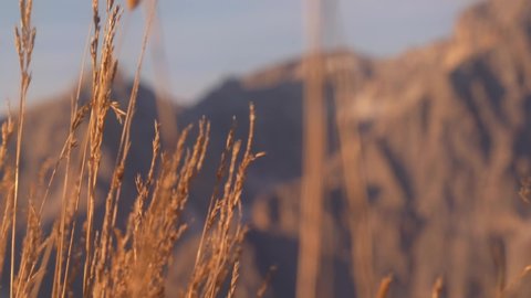 Close up of waving Grasses lighting by golden sunlight and blurred Sesto Dolomites in background - Beautiful nature of Italy