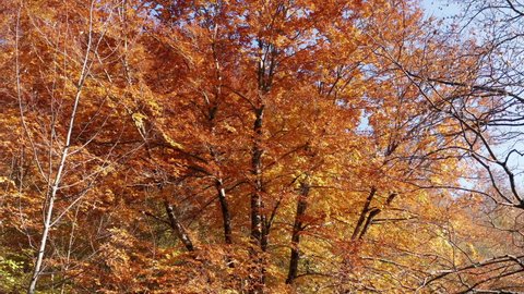 Foliage in autumn - leaves on deciduous tree in fall season. Red and orange as colors of a forest or park. Vivid colorful vegetation under blue sky on a bright sunny day. Natural environment beauty.
