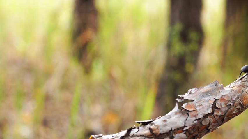 A black bug is sitting on the branch in the forest at summer day in closeup. The stag beetle is on a twig in the wood. Concept of alive beings in environment. Theme of entomology and little creatures.