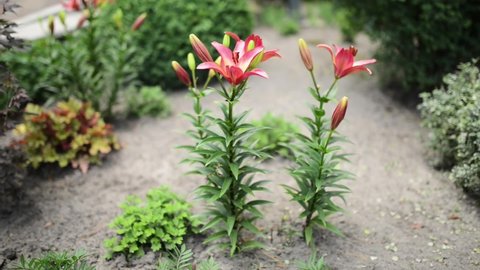 Lilium bulbiferum, common names orange lily, fire lily, Jimmy's Bane and tiger lily, is a herbaceous European lily with underground bulbs, belonging to the Liliaceae.