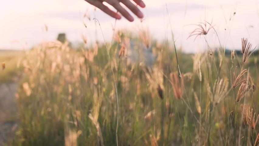 Hand of young woman tenderly holds grass flower with butterfly in summer sunset slow motion slide back. Slow motion view of field of large blooming of grass flower. Aromatherapy freedom felling 4k Royalty-Free Stock Footage #1081831313