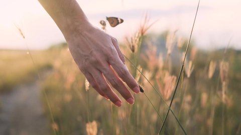 Hand of young woman tenderly holds grass flower with butterfly summer sunset slow motion slide back. Slow motion view of field of large blooming of grass flower. Aromatherapy freedom felling 4k
