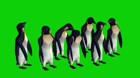 Penguins Looking Around on Green Screen