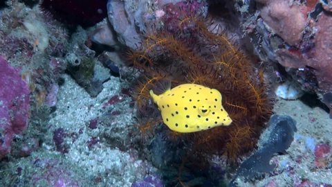 
Yellow Boxfish (Ostracion cubicus) - Philippines