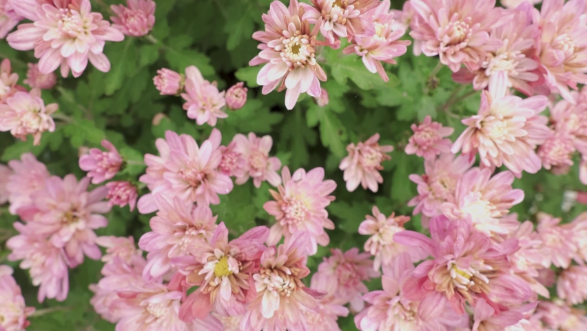 Pink flowers Chrysanthemum, slide shot top view