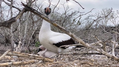 GALAPAGOS - CIRCA 2021 - A Nazca booby feeds her chick on the Galapagos.
