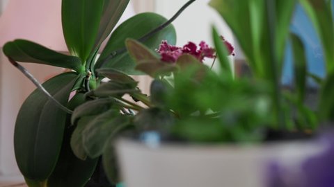Woman spray the kalanchoe plant in a pot, on the windowsill. Slow motion. Close up. The concept of home gardening and flower growing.