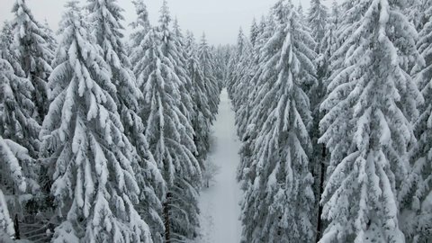 Girl walking in Thuringian forest in winter. Drone footage. Aerial view of winter forest with a lot of snow. Thuringian forest in winter