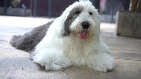 English sheep dog relax in house with its friends. Long white and grey hair fluffy purebred is adorable. Close up video.