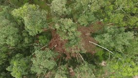 Eucalyptus, aerial top down view in Eucalyptus forest in Brazil, with the drone moving uphill. 4k