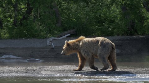 Brown bear in Kamchatka. Bear close-up. A thin bear walks along the shore of the lake in search of food. A young bear walks along the shore on a sunny day.
