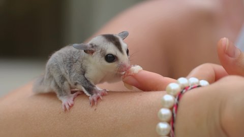 Macro shot of a tiny sugar glider sitting and eats on a person's hand