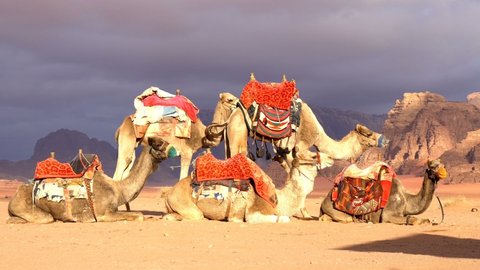 Camels in the Desert, Wadi Rum, Jordan
