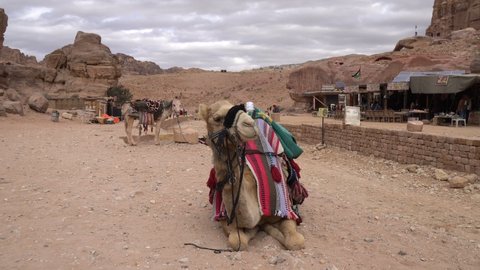 Camel in the Desert, Wadi Rum, Jordan
