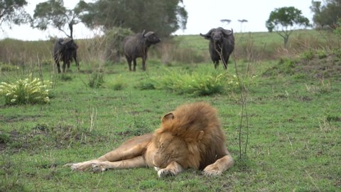
A lion ignores the pressence of three big buffalos.