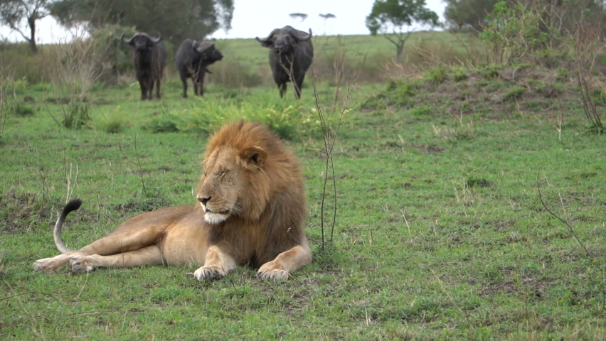 
Three bull buffalos approach a sitting lion. Royalty-Free Stock Footage #1081855265