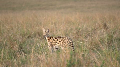 
A serval cat walks in tall grass in masai mara.