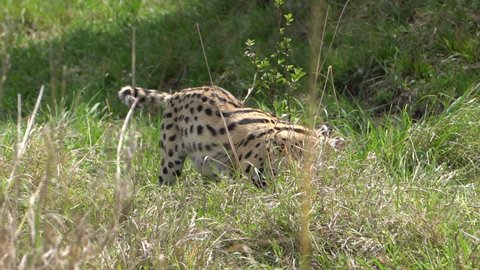 A serval cat jumps up and lands on a mice in a hunt.