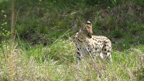 A serval cat hunting mice in the bush.