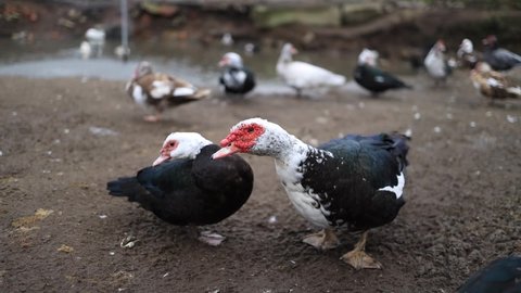 Muscovy duck standing and looking at camera.
