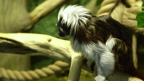 Tamarin Gralla is a subspecies of the black-backed tamarin. Named after Spanish zoologist Mariano de la Paz Graels