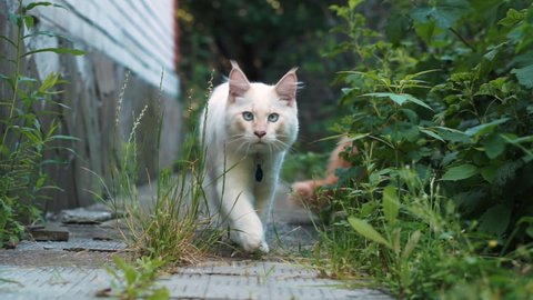 Portrait of white maine coon cat at the garden. Big white cat with beautiful blue eyes walking straight to the camera